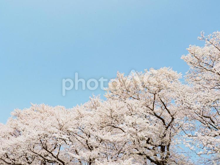 青空に映える満開の桜 桜,春,満開の写真素材