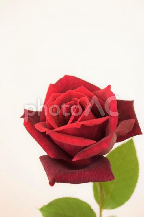 真紅の薔薇の花、赤いバラ1輪、白背景 薔薇の花,ばら,1輪の写真素材