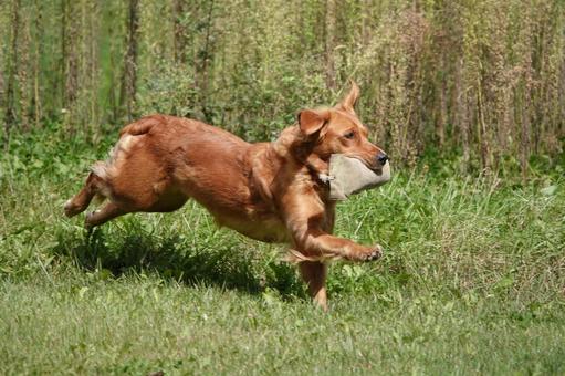 The Retrievers The Retrieversの写真