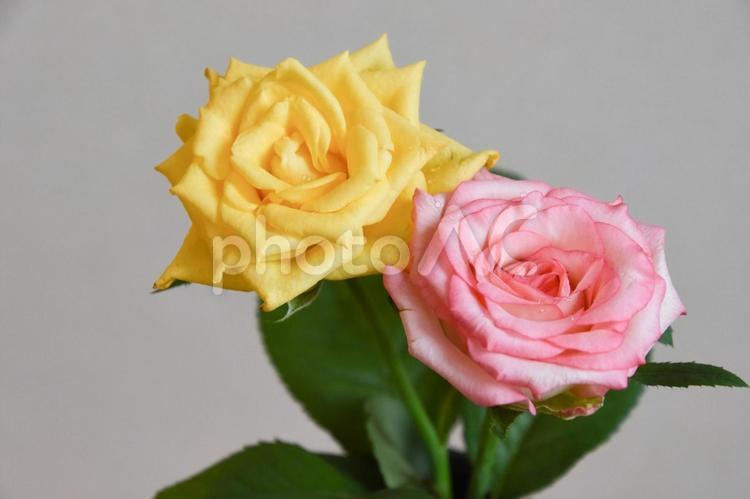 ピンクと黄色の濡れた薔薇 バラ,薔薇,ピンクの写真素材