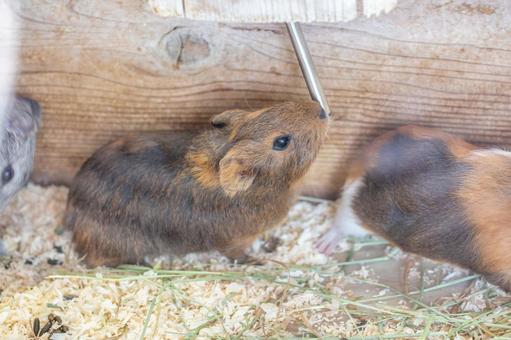 水を飲むモルモット 井の頭動物園 水を飲むモルモット 井の頭動物園 モルモット,動物,動物園の写真素材