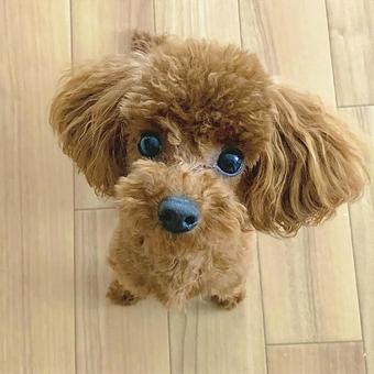 トイプードル トイプードル,犬,ふわふわの写真素材