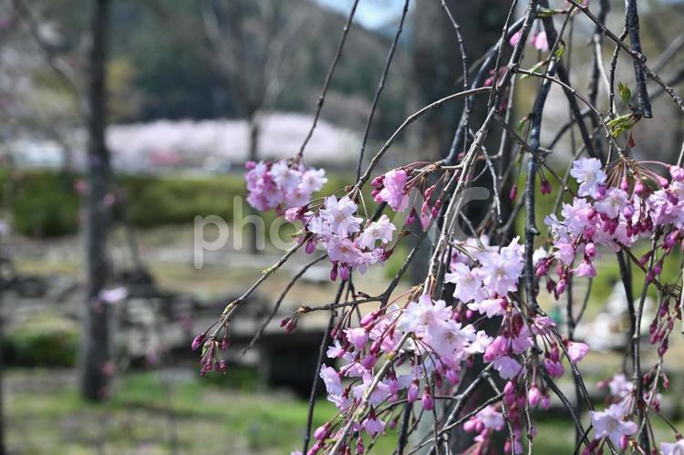 しだれ桜 枝垂れ桜,桜,さくらの写真素材