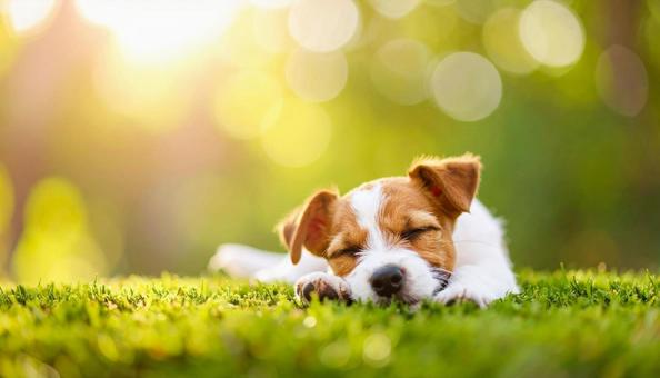 舌を出して気持ちよさそうに昼寝する子犬 舌を出して気持ちよさそうに昼寝する子犬の写真