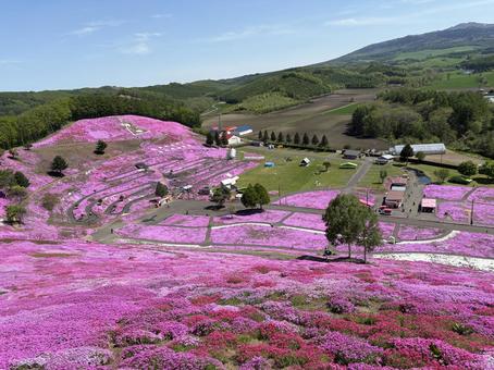 芝桜 芝桜,ひがしもこと芝桜公園,ピンクの絨毯の写真素材