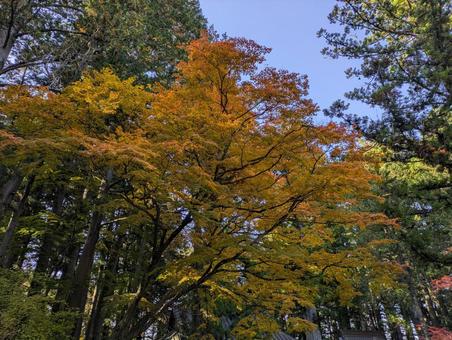秋　紅葉　autumn leaves autumn,leaves,japanの写真素材