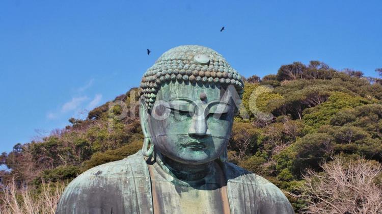 大仏の上を飛ぶ鳥 野鳥,大仏,鎌倉の写真素材