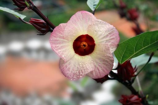 秋雨の中でも笑顔を見せるローゼルの花 秋雨の中でも笑顔を見せるローゼルの花 ローゼル,ハイビスカスローゼル,花の写真素材