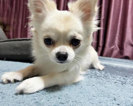 白いチワワ チワワ,ペット,犬の写真素材