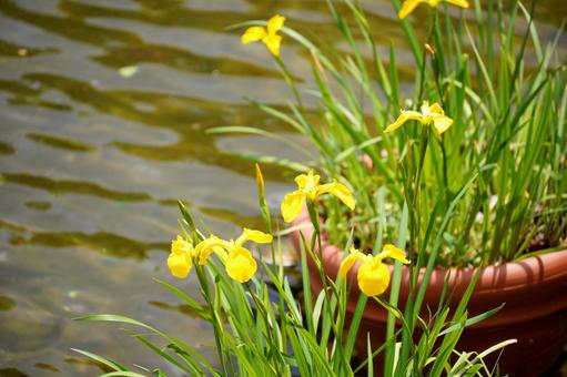 水鉢に浮かぶ黄色の花 水鉢に浮かぶ黄色の花 背景素材,web素材,web画像の写真素材