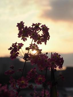 Primroses illuminated by the setting sun, JPG Primroses illuminated by the setting sun, JPG