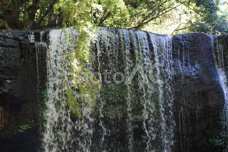 鍋ヶ滝 鍋ヶ滝,滝,木の写真素材