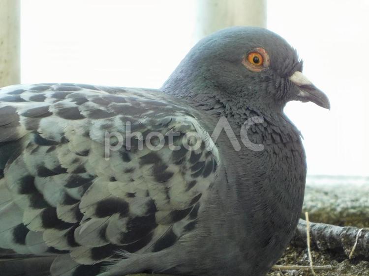 くわっと目を見開く鳩 ハト,鳩,はとの写真素材