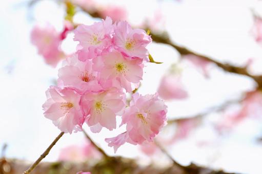 紅色の桜 紅豊 紅色の桜 紅豊 桜,紅豊,八重桜の写真素材