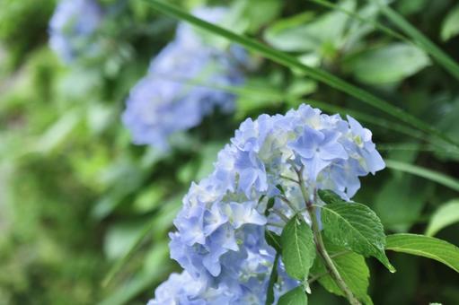 紫陽花 紫陽花の写真