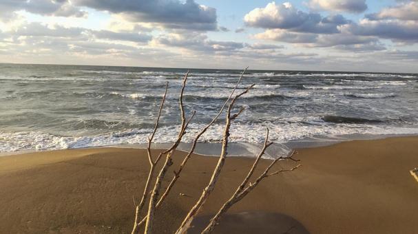 秋の海岸の流木 秋の海岸の流木 流木,海岸,砂浜の写真素材