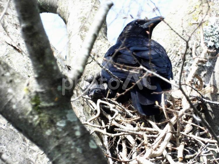 巣の中のペアのカラス 鳥,野鳥,カラスの写真素材