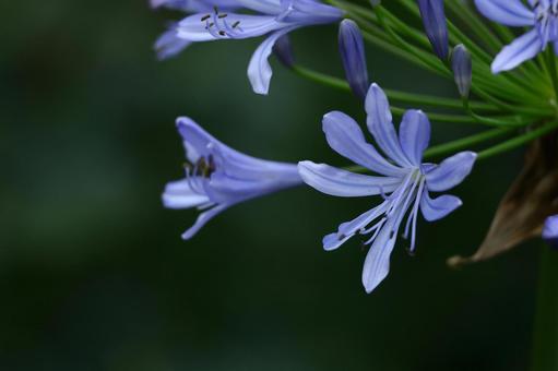 Photo, agapanthus, purple clam, murasaki kunsiran, 