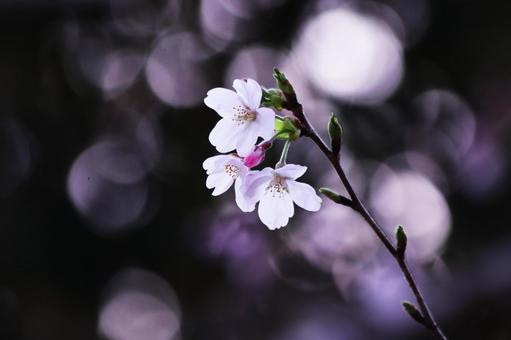 黒バックに浮かび上がる桜の花 桜,春,花の写真素材