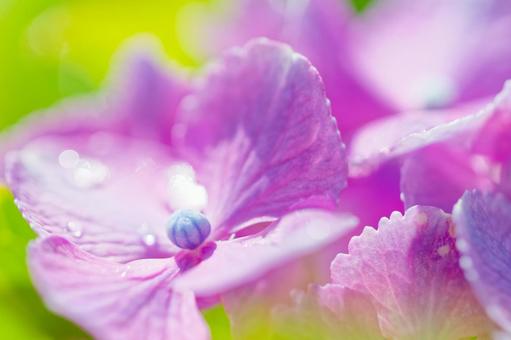 The true flowers of the hydrangea are still in bud, JPG