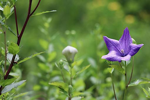 綺麗なキキョウの花 綺麗,美しい,可愛いの写真素材