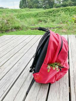 お花を詰めたピンクのリュック お花を詰めたピンクのリュック リュックサック,子供用,持ち物の写真素材