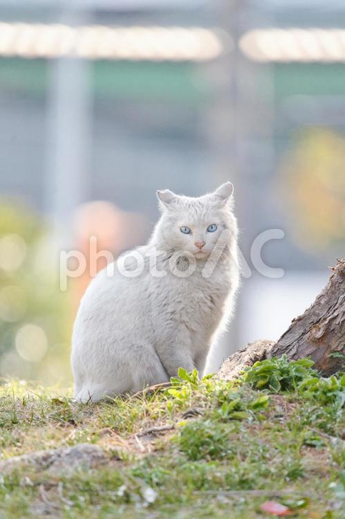 こっちを見つめる綺麗な猫 ねこ,猫,ネコの写真素材