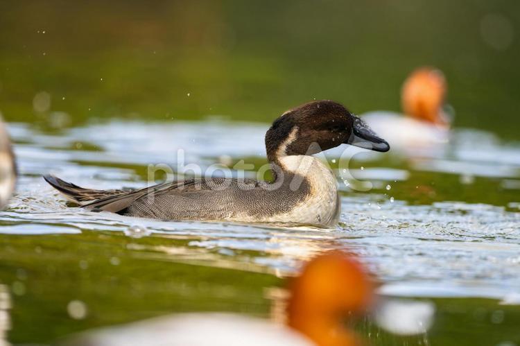 池を泳ぐオナガガモ オナガガモ,カモ,鴨の写真素材