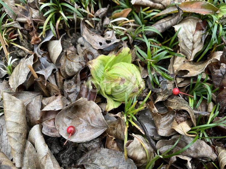 ふきのとう ふきのとう,蕗の薹,フキノトウの写真素材