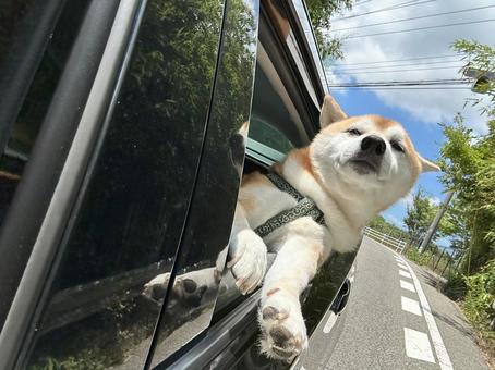 秋風に揺られて 秋風に揺られての写真