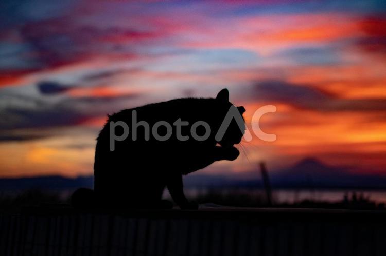 顔を洗う江の島の猫と夕焼け 野良猫,猫背,姿勢の写真素材