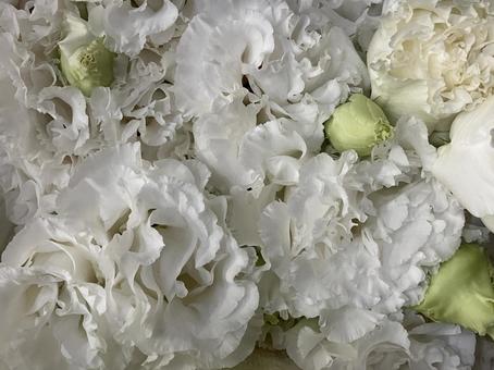 花（カーネーション） 花,アップ,植物の写真素材