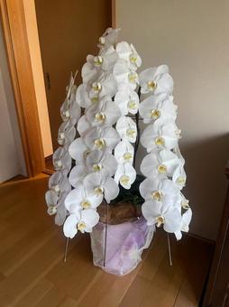 胡蝶蘭　祝い花　お祝い　3本立て 胡蝶蘭,祝い花,お祝いの写真素材