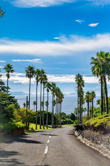 鹿児島　開聞山麓自然公園（トカラ馬牧場） 開聞山麓自然公園,トカラ馬牧場,開聞岳の写真素材