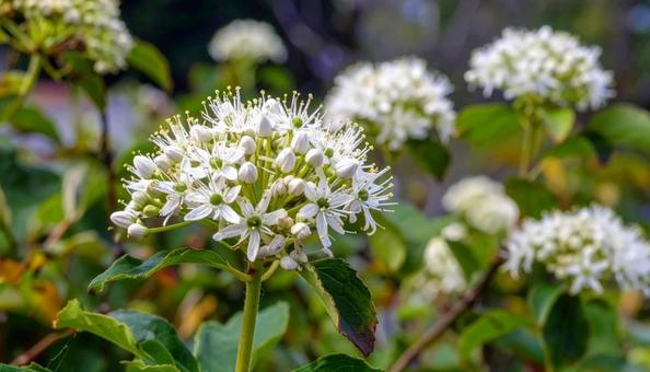 秋の七草 フジバカマ 花畑 季節の花 秋の七草 フジバカマ 花畑 季節の花の写真
