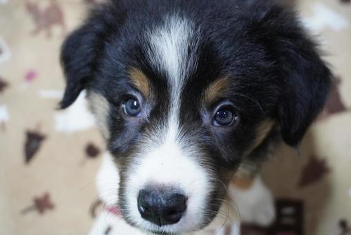 ボーダーコリーの赤ちゃん ボーダーコリーの赤ちゃん ボーダーコリー,犬,赤ちゃんの写真素材