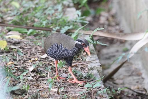 A strolling Okinawa rail in the Yanbaru forest, JPG
