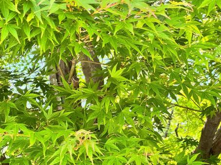 7月のイロハモミジ 7月のイロハモミジの写真