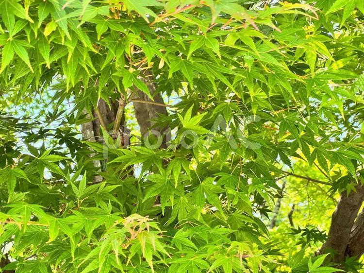7月のイロハモミジ クローズアップ,自然,グリーンの写真素材