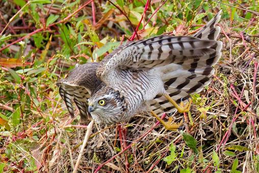 飛び出すハイタカ幼鳥 ハイタカ,灰鷹,鷂の写真素材