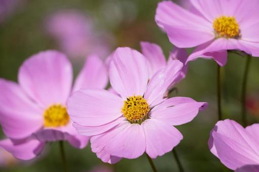 コスモス コスモス コスモス,ピンク,花の写真素材