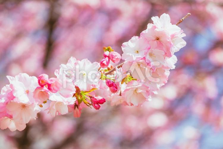 満開の赤城南面千本桜 日本,群馬,前橋の写真素材