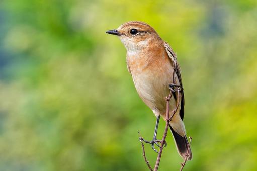 枝に留まる冬羽のノビタキ 枝に留まる冬羽のノビタキ ノビタキ,野鶲,冬羽の写真素材