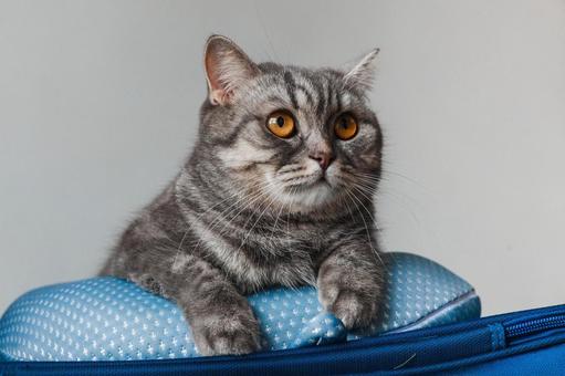 ネックピローの上の猫のアップ ネックピローの上の猫のアップ 猫,ブリティッシュショートヘア,ネックピローの写真素材