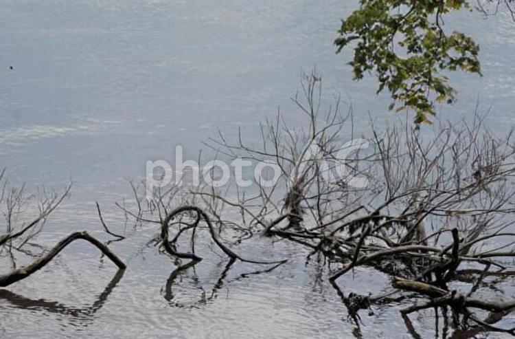 芦ノ湖の湖畔（自然・植物） 箱根,芦ノ湖,湖の写真素材