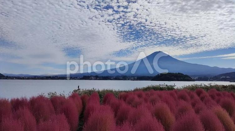 富士山と湖畔のコキア 富士山,コキア,河口湖の写真素材