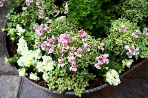 小さな花壇 植物,花,自然の写真素材