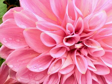 華やかなダリアの花 03 ダリア,花びら,花弁の写真素材