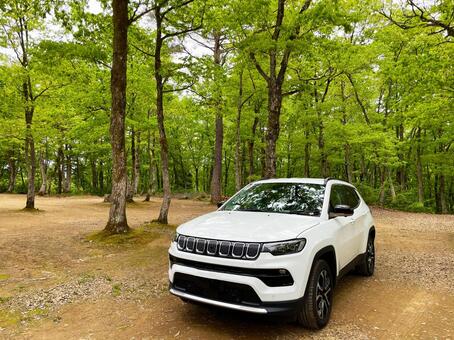 車と森林 suv,車,自動車の写真素材