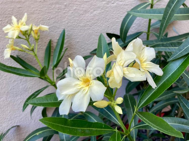 黄色のキョウチクトウ キョウチクトウ,花,夏の写真素材